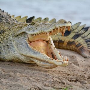 Pertanda Mimpi Digigit Buaya di Air Sungai Tapi Tidak Jadi