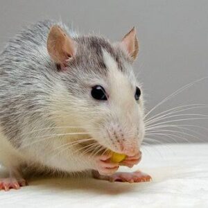 Arti Mimpi Dikejar Tikus dan Bermimpi Tikus Mengejar Dirumah Menurut Psikolog