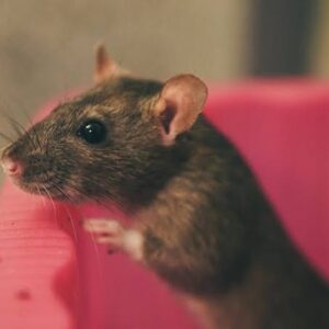 Arti Mimpi Dikejar Tikus tapi Tidak Takut Menurut Primbon