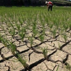 Dampak pertanian pemanasan terhadap sumsel iklim perubahan kompas ilustrasi walhi