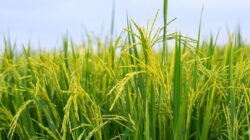 Varietas pupuk unggul pangan pertumbuhan organik respon pemberian terhadap produksi peningkatan merah padi penggunaan usahatani bawang melalui broiler ayam integrasi