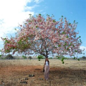 lokasi melihat bunga sakura di sumba